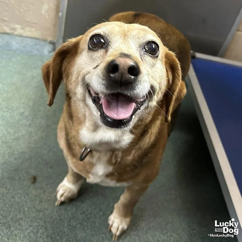 Pooh Bear thumbnail 3