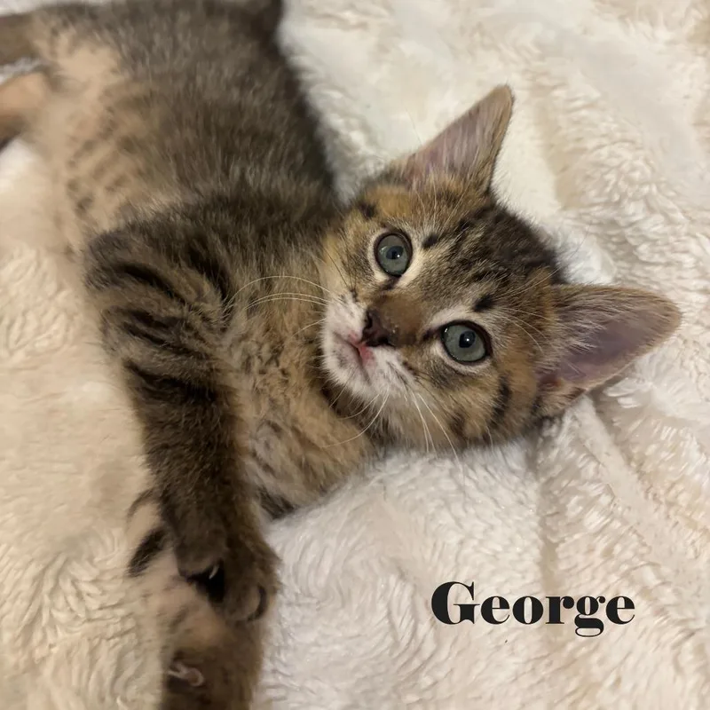 George thumbnail 2
