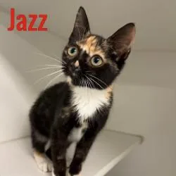Jazz