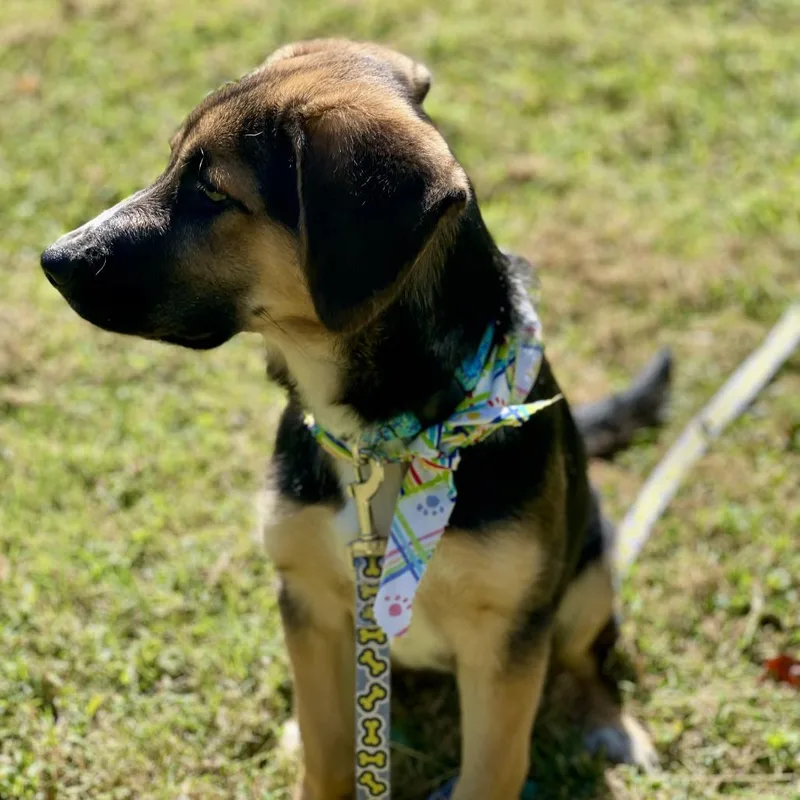 A baby medium-sized male Brown / Chocolate Beagle dog named Ranger for adoption in Summerfield, NC