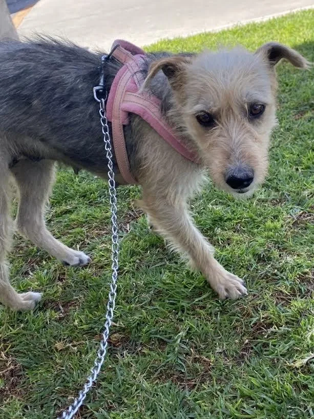 An adult medium-sized female Tricolor (Brown, Black, & White) Wire Fox Terrier dog named Cindy for adoption in Austin, TX