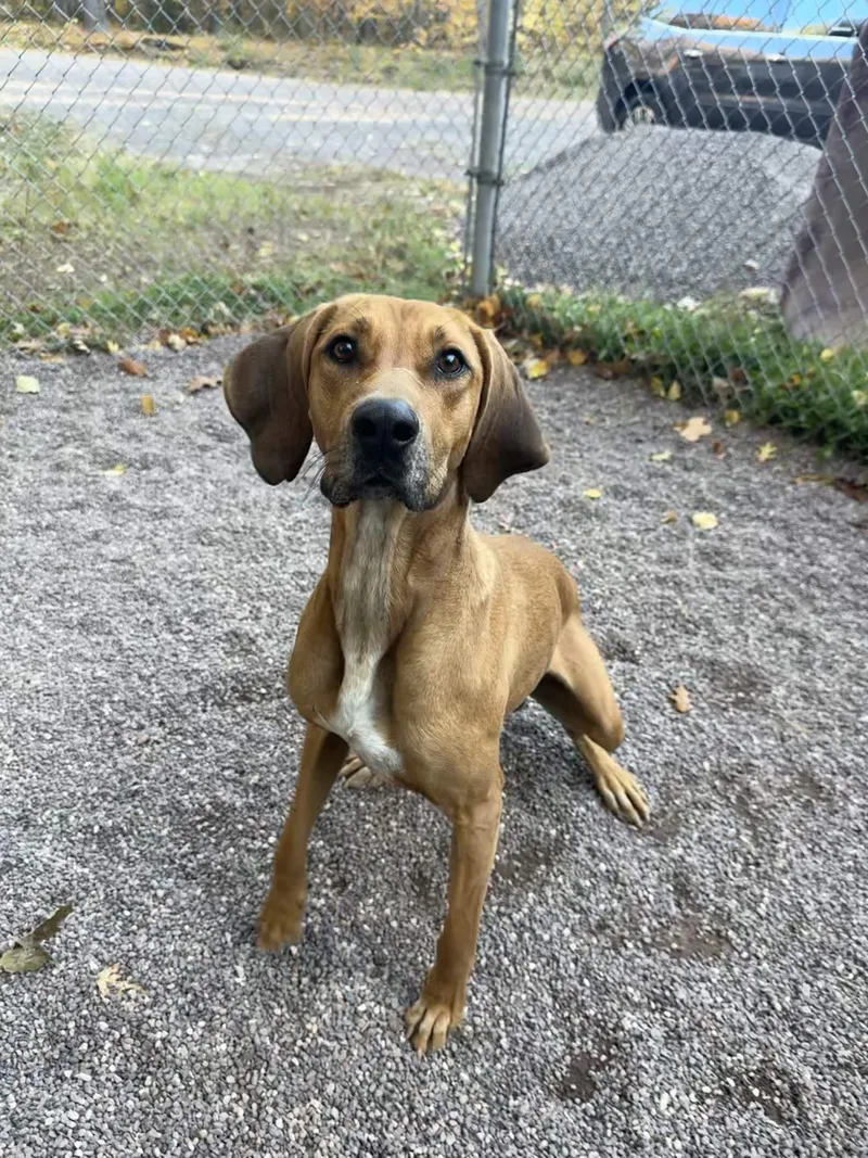 An adult large-sized male Red / Chestnut / Orange Redbone Coonhound dog named Waldo for adoption in Houghton, MI