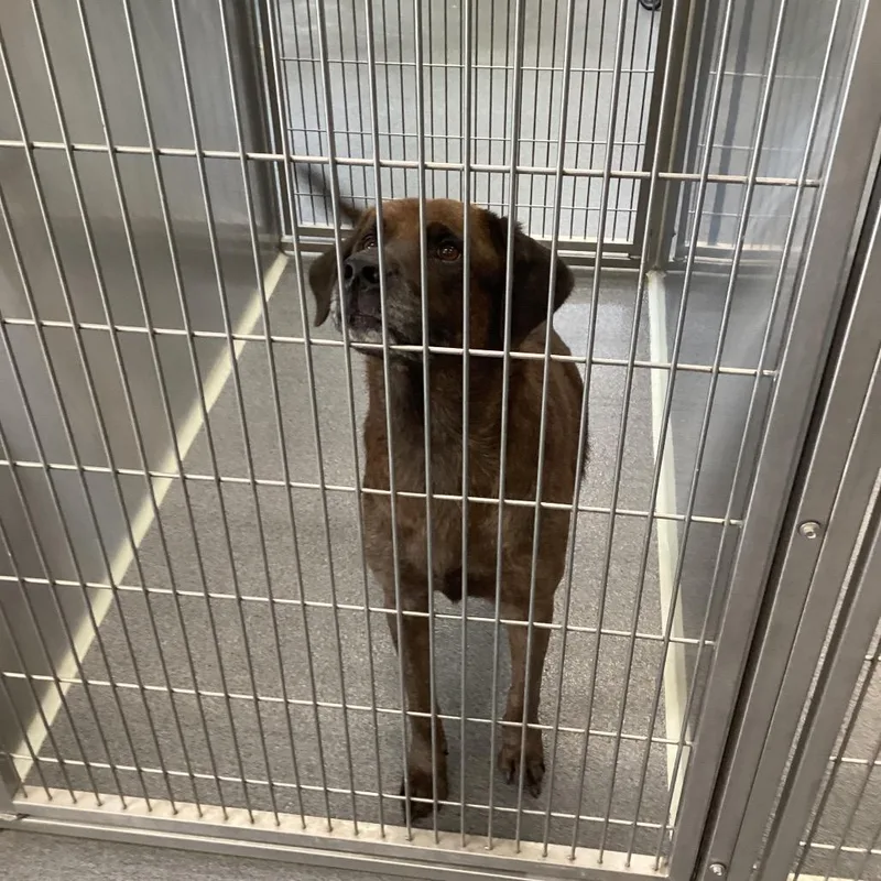 A senior large-sized female Brindle Black Labrador Retriever dog named Hera for adoption in Montgomery, AL