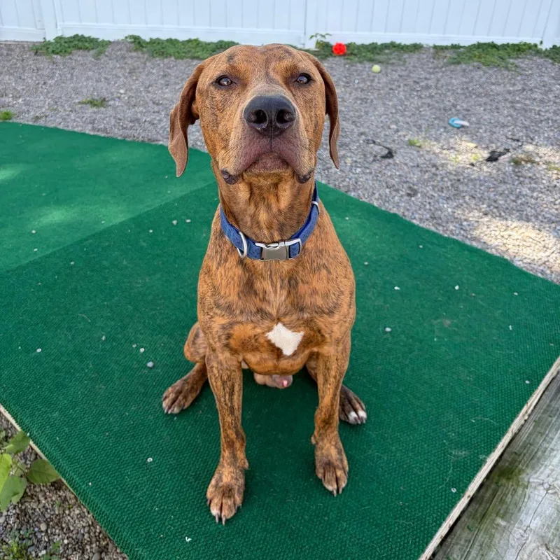 A young large-sized male Hound dog named Mkgee for adoption in Binghamton, NY