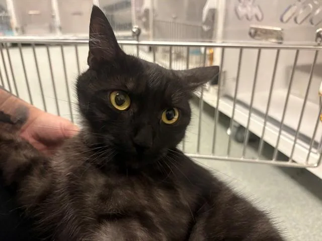 A young medium-sized male Domestic Short Hair cat named Gatsby for adoption in Ontario, CA