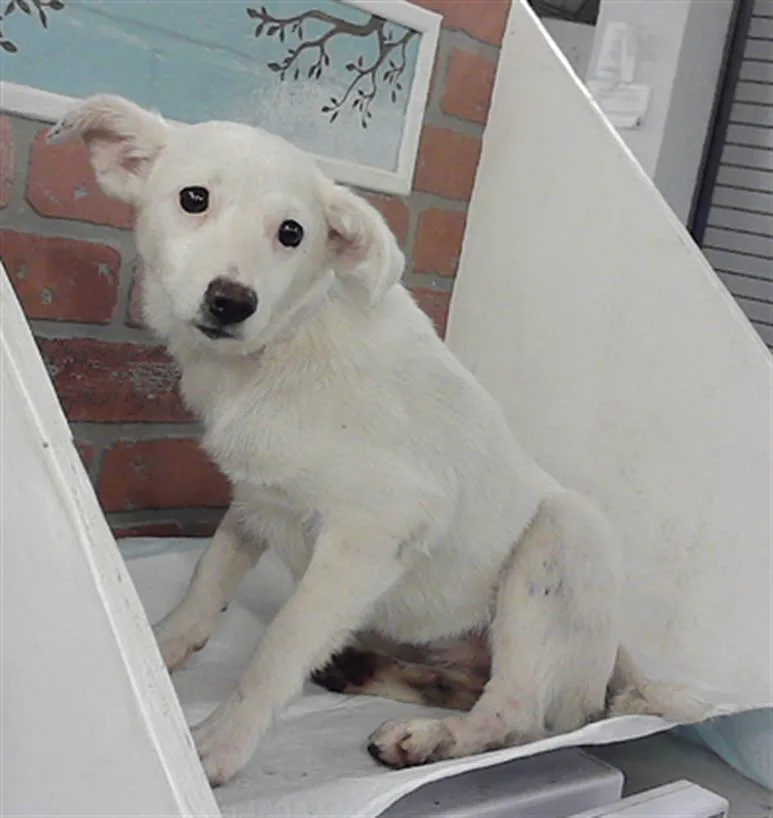 A baby medium-sized female Chihuahua dog named Summer for adoption in Houston, TX