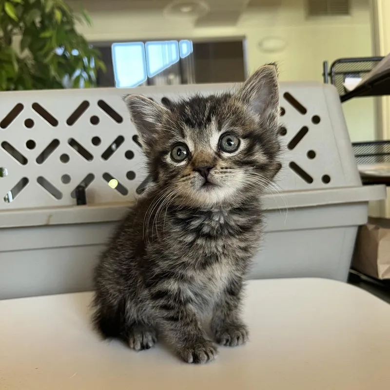 A baby small-sized female Brown / Chocolate Domestic Short Hair cat named Harriet for adoption in Pacific Grove, CA