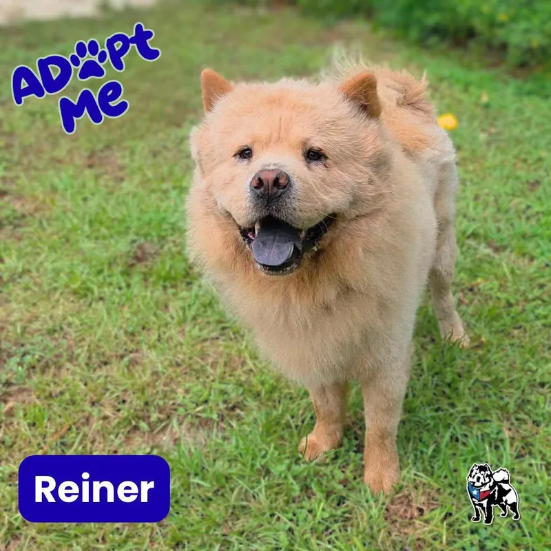 Reiner thumbnail 2
