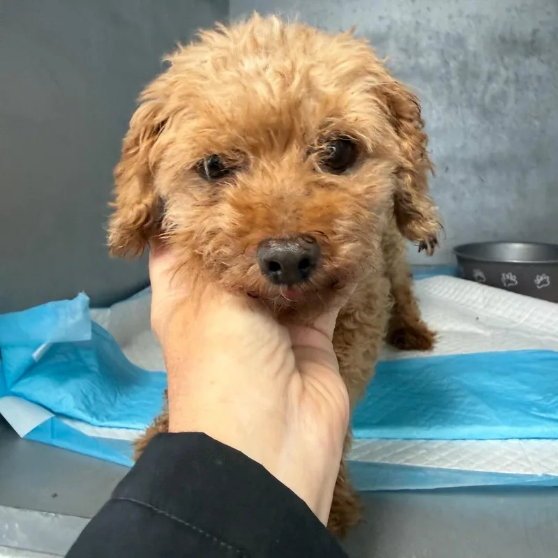 A senior small-sized male Red / Chestnut / Orange Miniature Poodle dog named Cody for adoption in Normal, IL