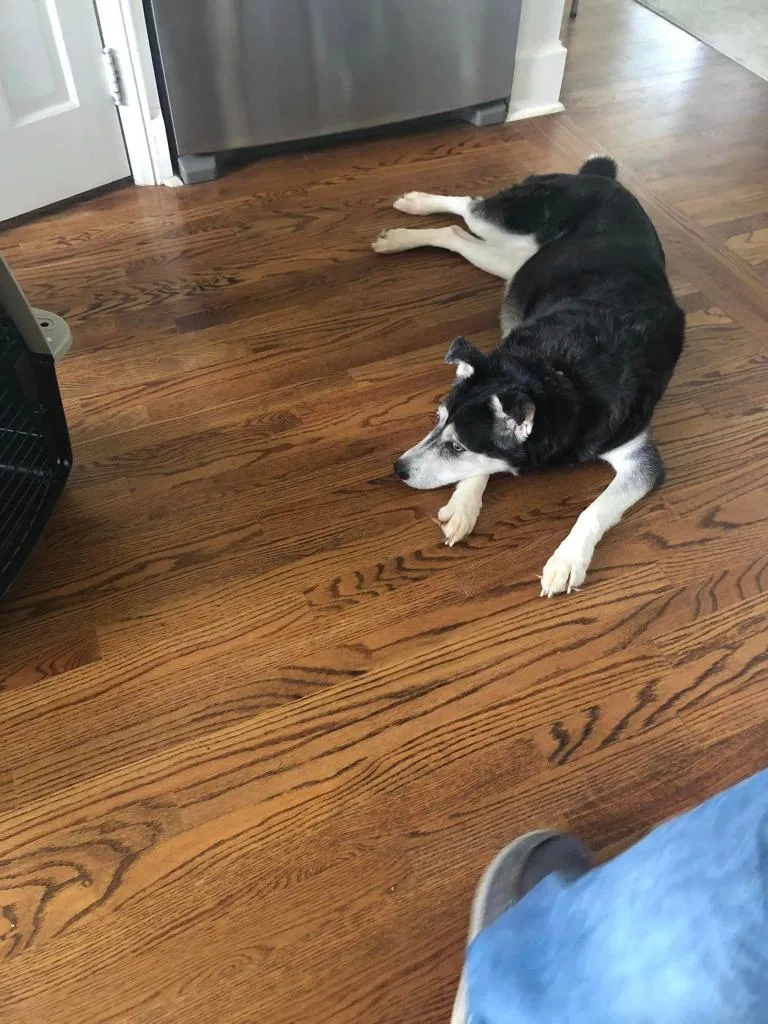 Harley  A thumbnail 2