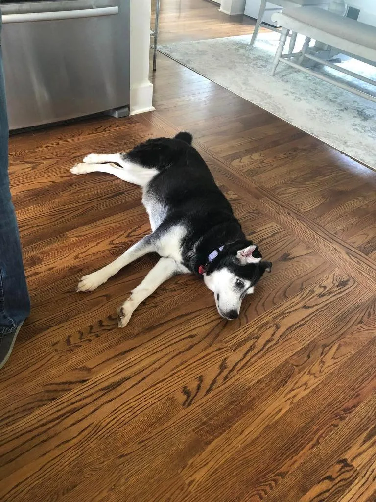 Harley  A thumbnail 3