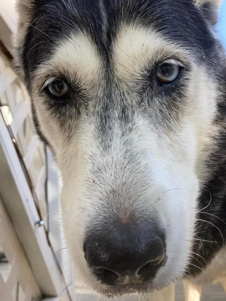 Harley  A thumbnail 4