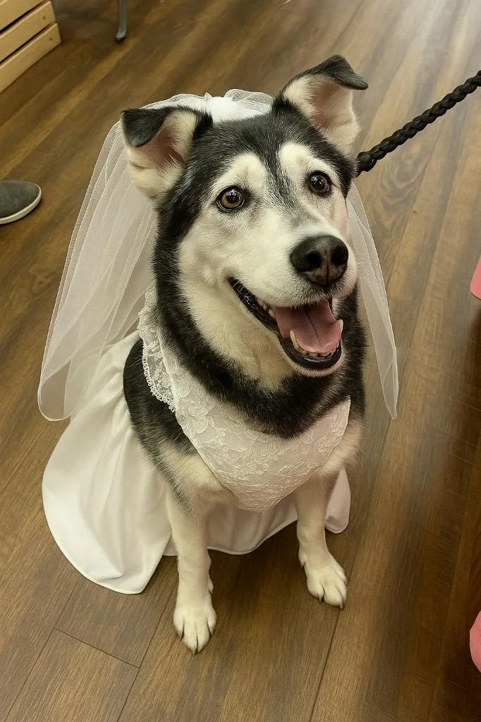 Harley  A thumbnail 5