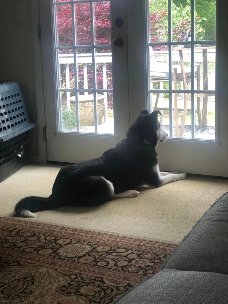 Harley  A thumbnail 6