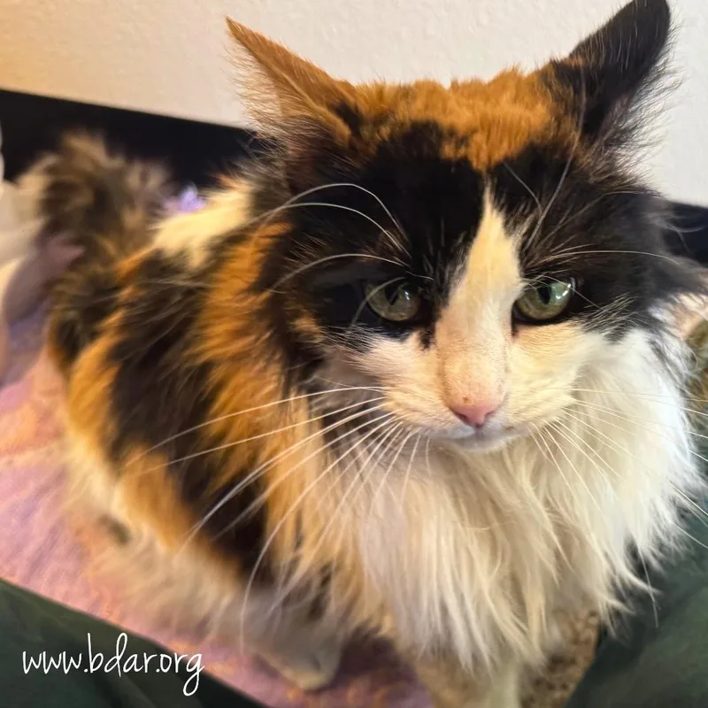 A senior medium-sized female Calico Domestic Long Hair cat named Tiki for adoption in Cheyenne, WY