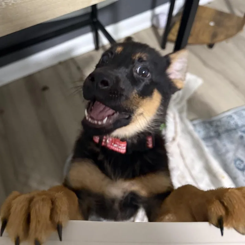 A baby medium-sized female German Shepherd Dog dog named Moon for adoption in Avon, OH