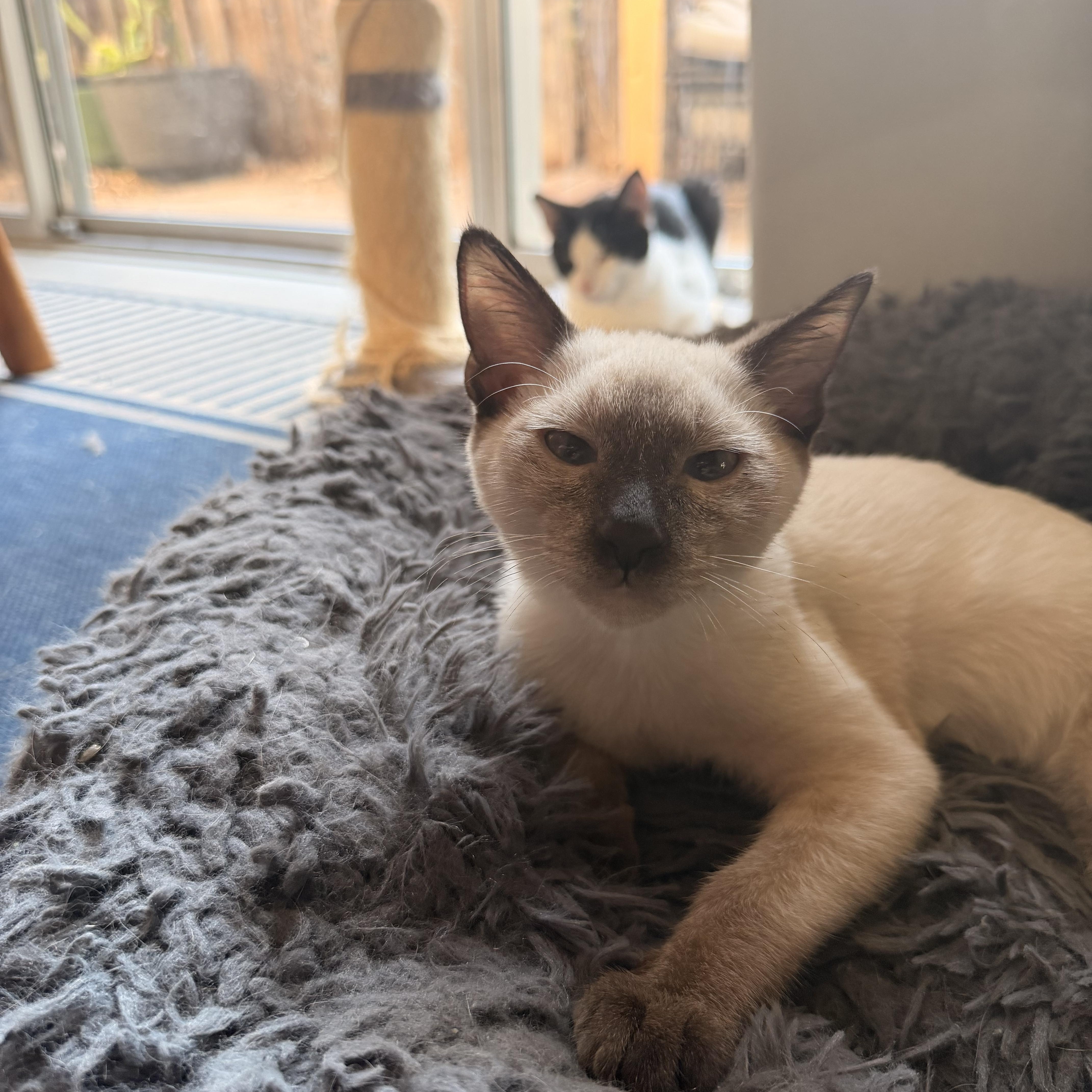 A baby medium-sized male Domestic Short Hair cat named Aioli for adoption in Davis, CA