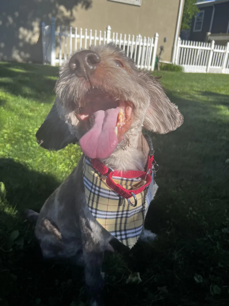An adult medium-sized male Cockapoo dog named Remi for adoption in Thornwood, NY