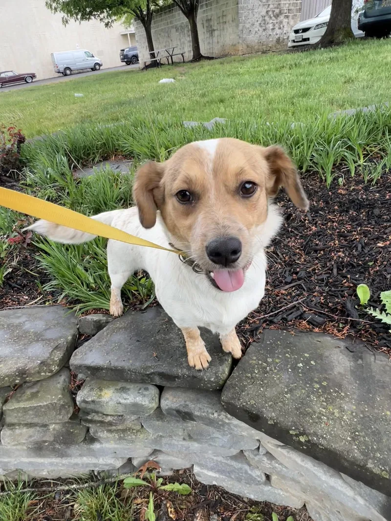A young small-sized female White / Cream Mixed Breed dog named Rosie for adoption in Potomac, MD