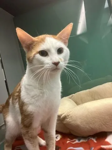 An adult medium-sized male White Domestic Short Hair cat named Remex for adoption in Suffolk, VA