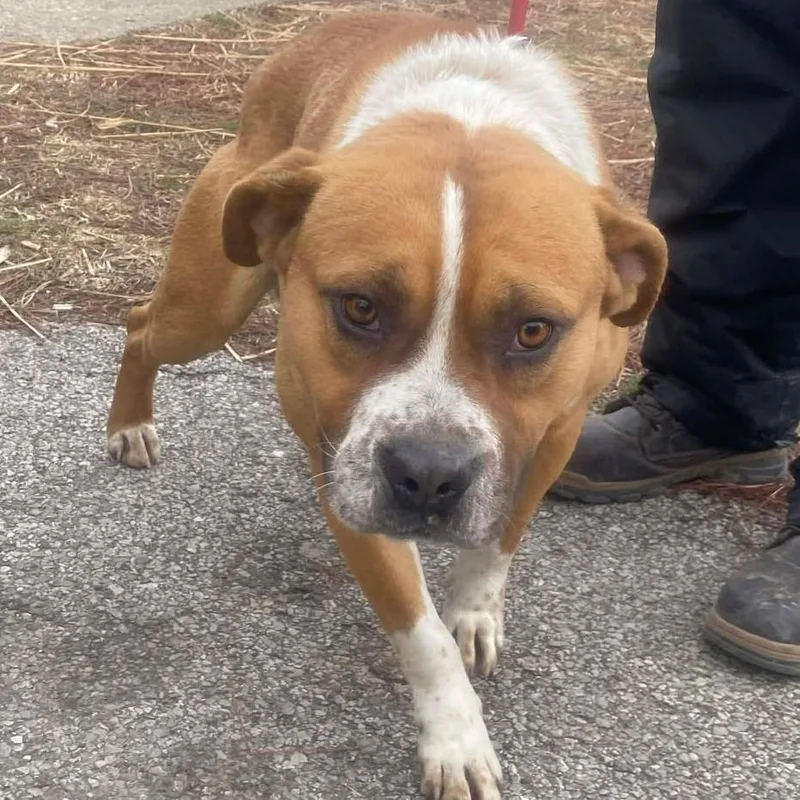 An adult medium-sized male Brown / Chocolate Mixed Breed dog named Neal for adoption in Huntington, WV