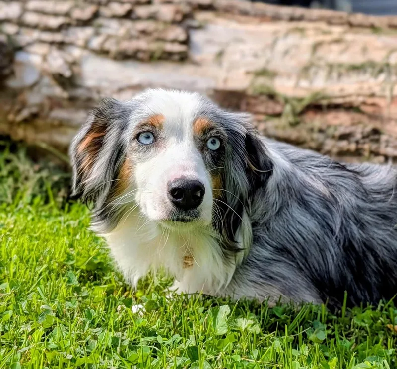 Bonnie