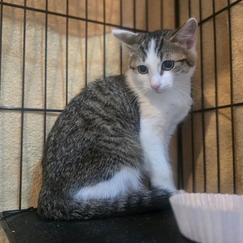 A baby small-sized female Brown / Chocolate Domestic Short Hair cat named Bechamel for adoption in Salisbury, MA
