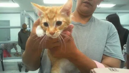 A baby small-sized male Domestic Short Hair cat named A for adoption in Charlotte, NC