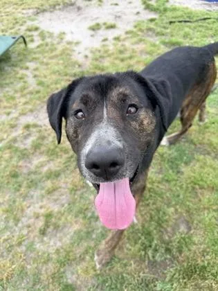 An adult large-sized male Mixed Breed dog named Newt for adoption in Manteo, NC
