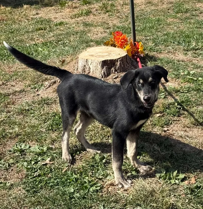 A young large-sized male Black Husky dog named Koda for adoption in Springfield, IL