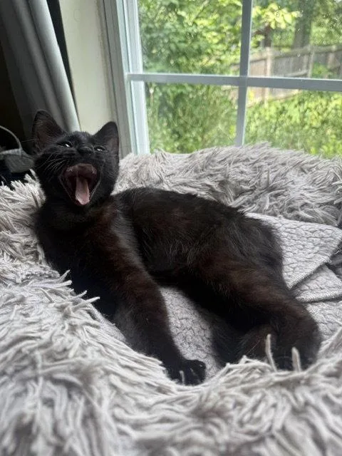 A baby medium-sized female Black Domestic Short Hair cat named Pepita for adoption in Cincinnati, OH