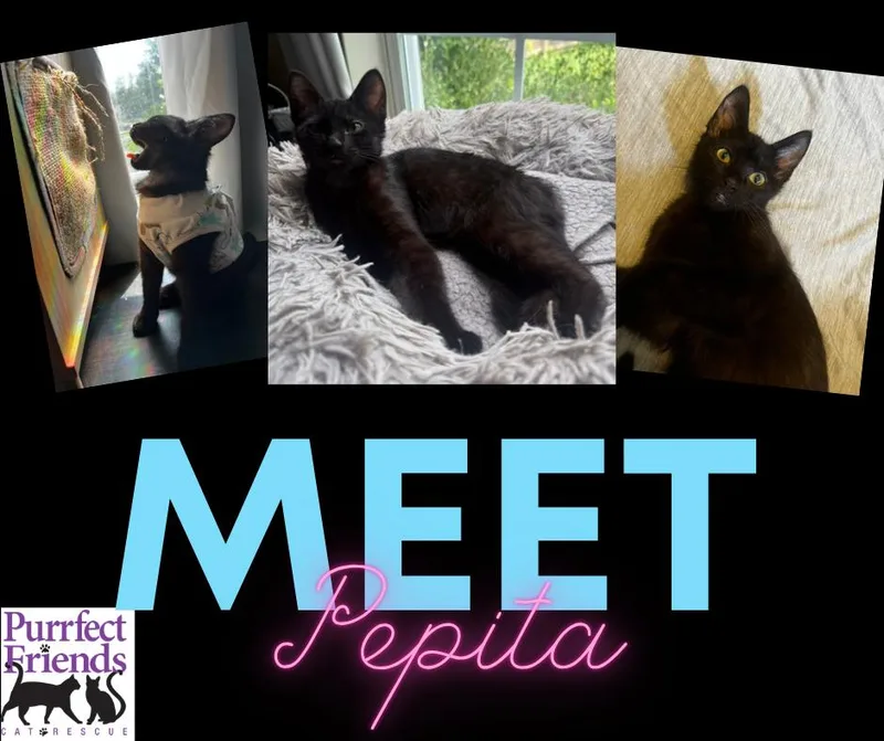 Pepita thumbnail 3