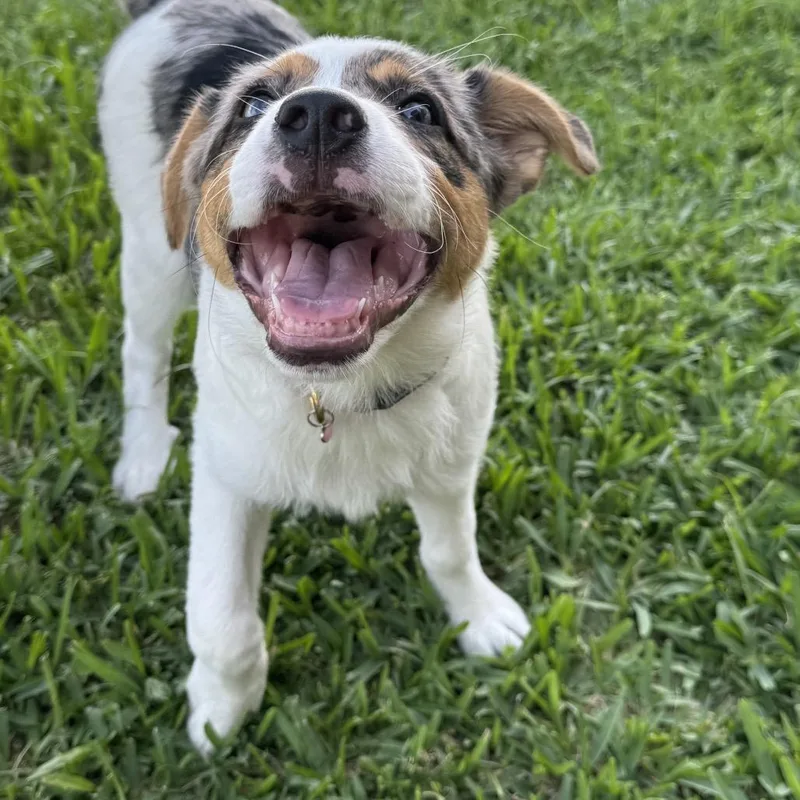 Maci