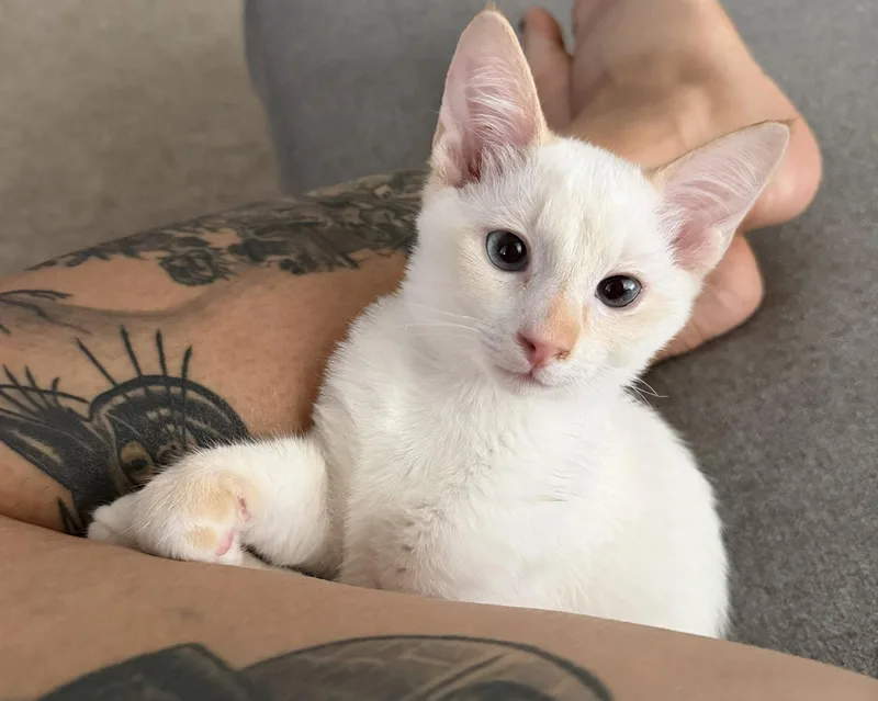 A baby medium-sized male Siamese cat named Shawn for adoption in Glendale, AZ