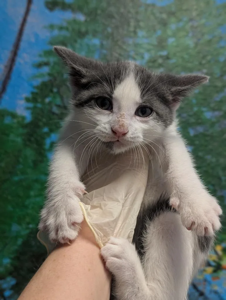 A baby medium-sized male Domestic Short Hair cat named Denton for adoption in New Braunfels, TX