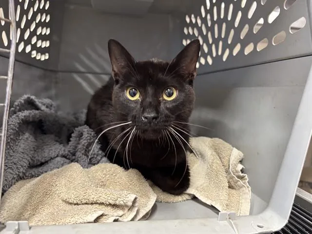 A young small-sized male Domestic Short Hair cat named Duckie for adoption in Grand Prairie, TX