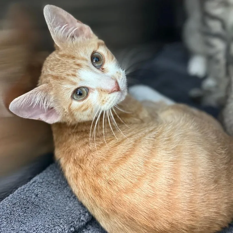 A baby small-sized female Orange / Red Domestic Short Hair cat named Waffle for adoption in New Fairfield, CT