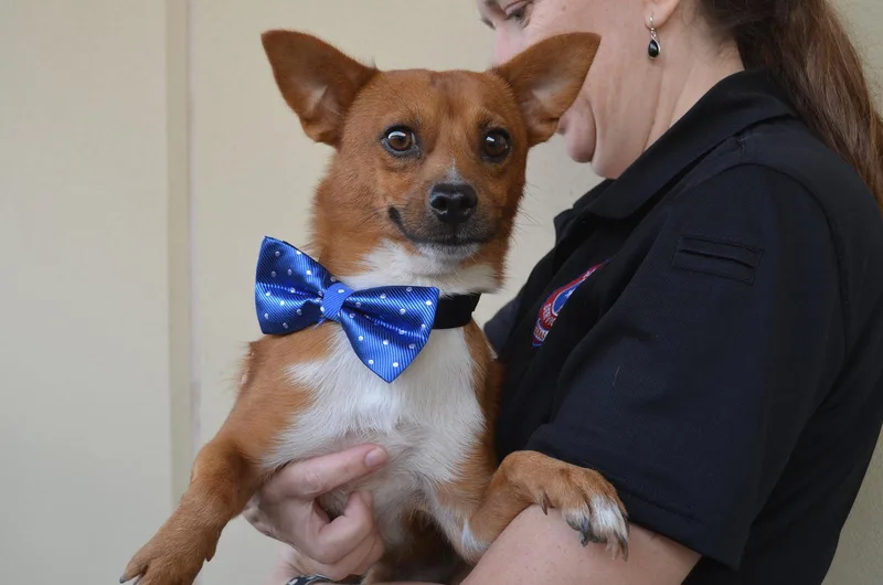 An adult small-sized male Chihuahua dog named Dent for adoption in McKinney, TX