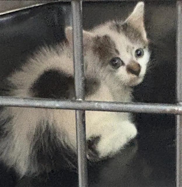 A baby small-sized male Domestic Short Hair cat named Pesto Chicken for adoption in Fort Walton Beach, FL