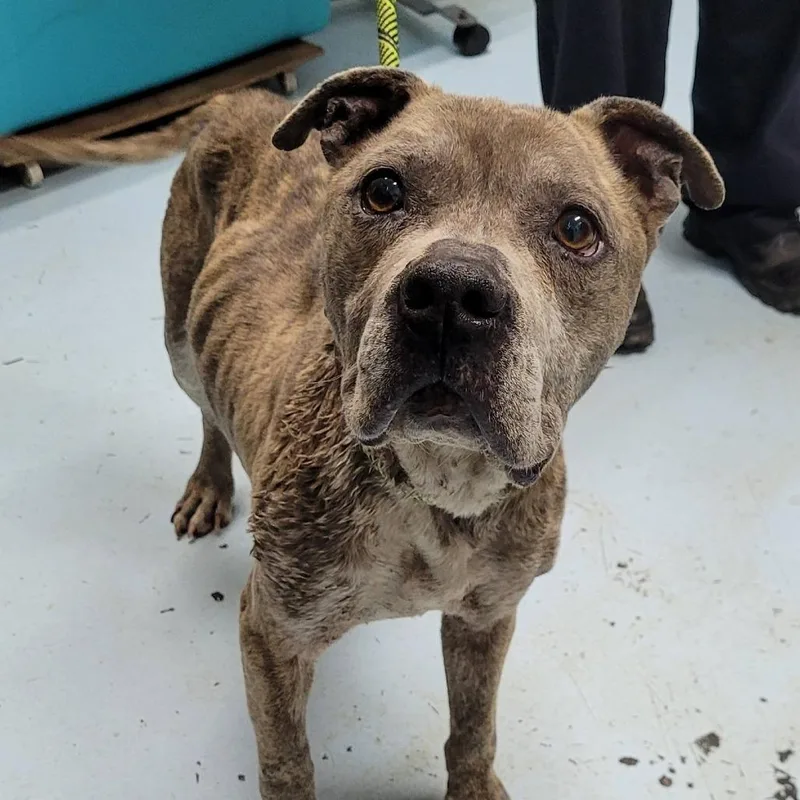 An adult medium-sized male Brindle Mixed Breed dog named Sarge for adoption in Orangeburg, SC