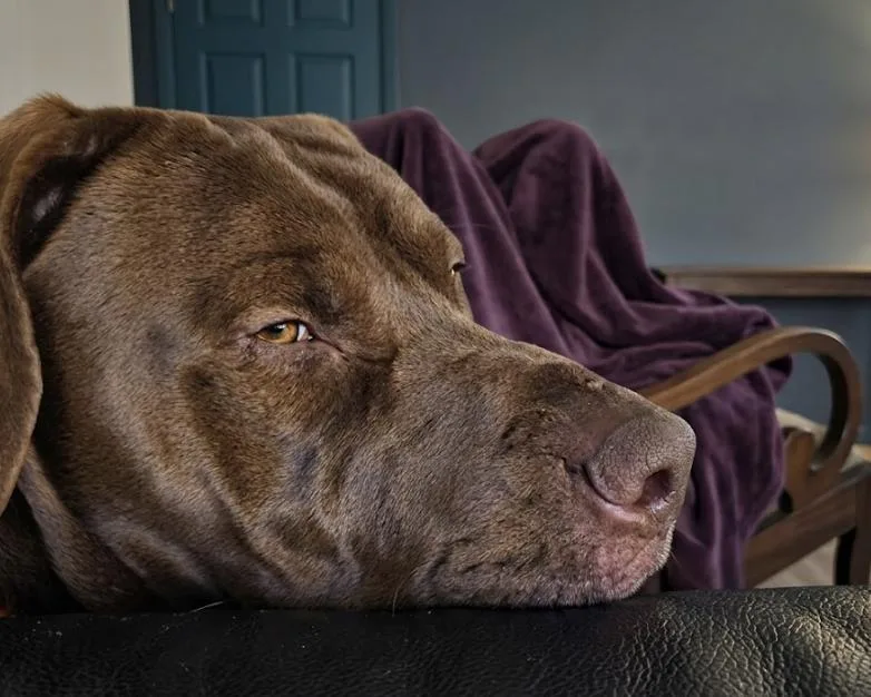 An adult large-sized female Brown / Chocolate Chocolate Labrador Retriever dog named Cookie for adoption