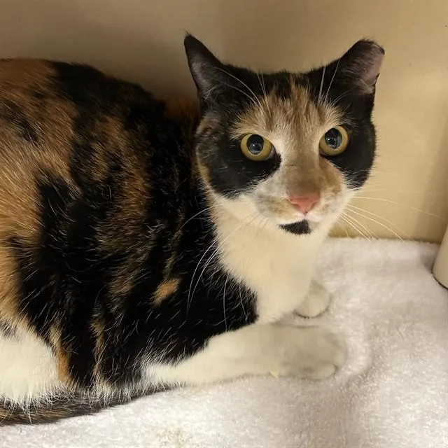 An adult large-sized female Domestic Short Hair cat named Olive for adoption in Lincolnton, NC