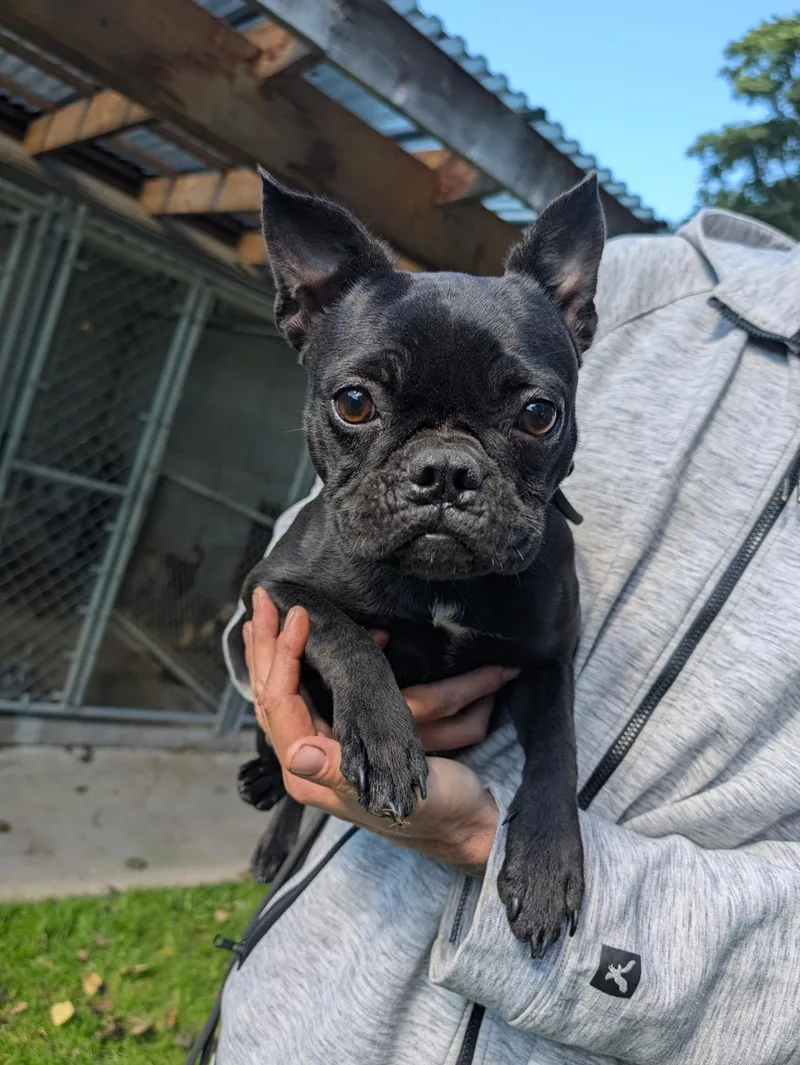 A baby small-sized female French Bulldog dog named Jazlyn for adoption in New Windsor, NY