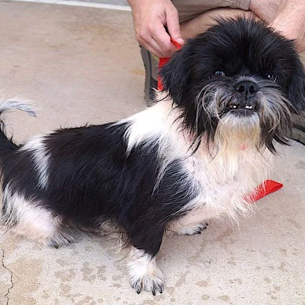 An adult small-sized male Black Shih Tzu dog named Joseph for adoption in Carrollton, TX