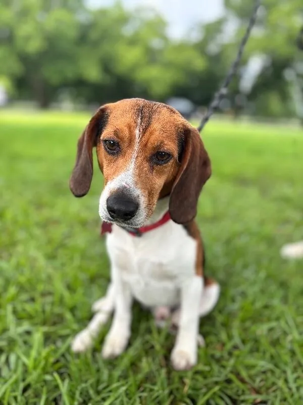 An adult medium-sized male Tricolor (Brown, Black, & White) Beagle dog named Fred for adoption in Aiken, SC