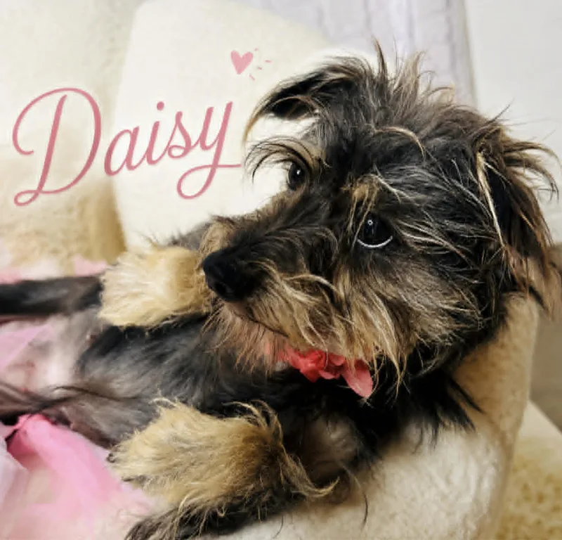 Daisy