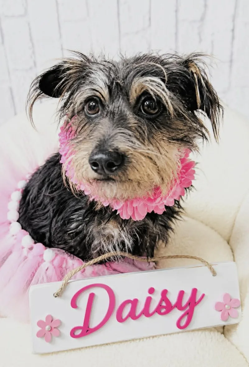 Daisy thumbnail 2