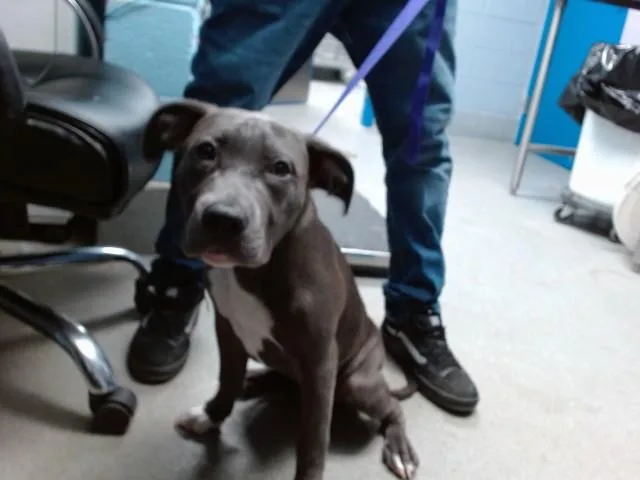 A young small-sized female Pit Bull Terrier dog named Chick for adoption in Albuquerque, NM