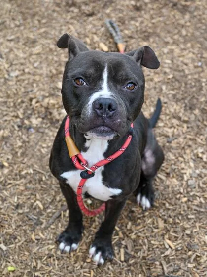 An adult large-sized male Mixed Breed dog named Albus for adoption in Chamblee, GA