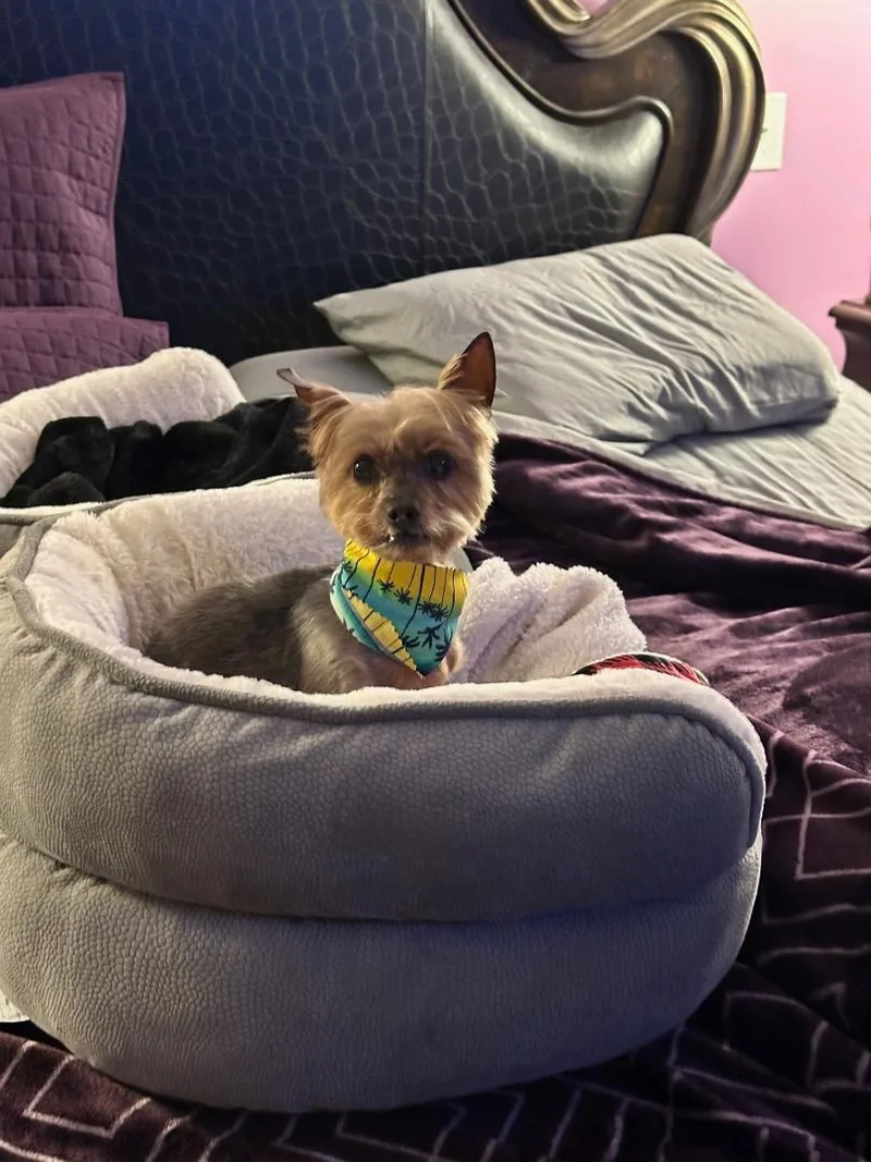 An adult small-sized female Bicolor Yorkshire Terrier dog named Harper for adoption in Baton Rouge, LA